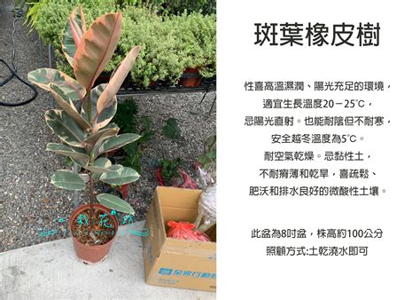 斑葉橡皮樹